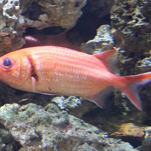 Squirrelfish species ?