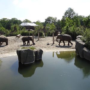Elephant enclosure