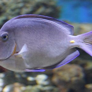 Surgeonfish ID