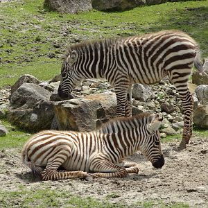 Grant's zebra foals