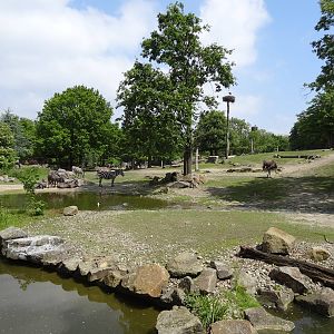 African savanna enclosure