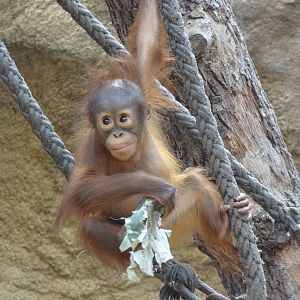 Bornean orang-utan
