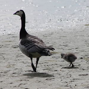 Barnacle goose with chick