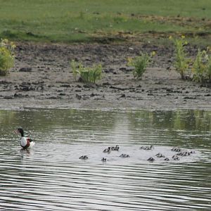 Common shelduck with kindergarden