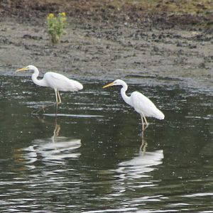 Great white egrets
