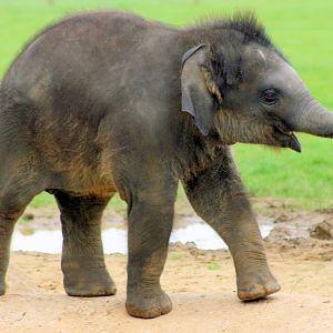 Young Asiatic elephant; Whipsnade; 31st May 2014