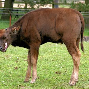 Young gaur; Whipsnade; 31st May 2013