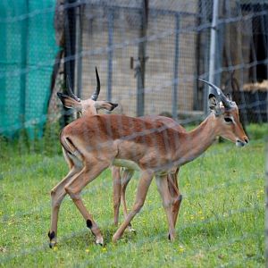 Impala at Whipsnade, 31/05/14