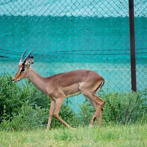 Impala at Whipsnade, 31/05/14