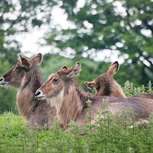 Ellipsen Waterbuck at Whipsnade, 31/05/14