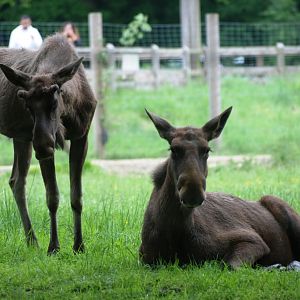 European Moose at Whipsnade, 31/05/14