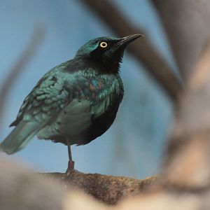 Glossy-starling (Lamprotornis spp.) - ID please