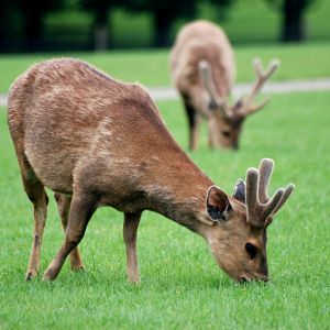 Hog Deer at Whipsnade, 31/05/14
