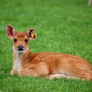 Young Barasingha at Whipsnade, 31/05/14
