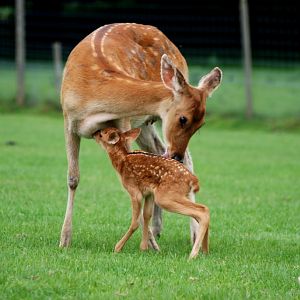 Barasingha with Young at Whipsnade, 31/05/14
