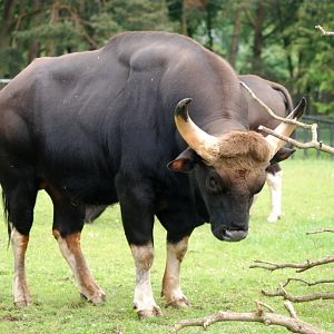 Gaur at Whipsnade, 31/05/14
