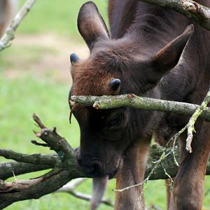 Gaur Calf at Whipsnade, 31/05/14