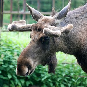 European Moose at Whipsnade, 31/05/14