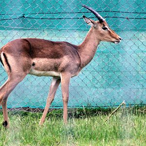 Impala; Whipsnade; 31st May 204
