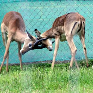 Impala; Whipsnade; 31st May 2014