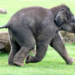 Young Asiatic elephant; Whipsnade; 31st May 2014