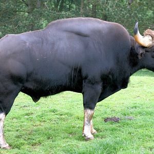 Gaur; Whipsnade; 31st May 2014