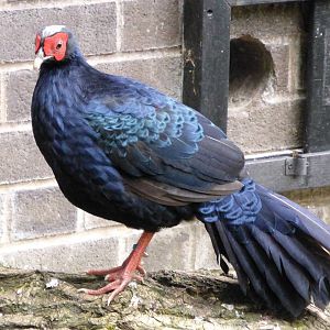 Edward's Pheasant