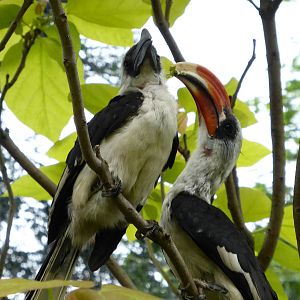 Hornbills in Gorilla Territory Aviary