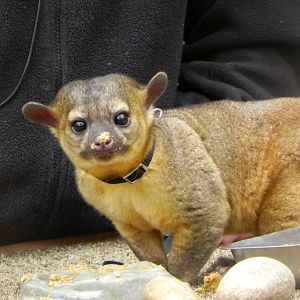 Kinkajou