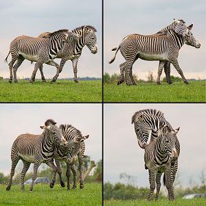 Grevy's zebra : Whipsnade : 29 May 2014