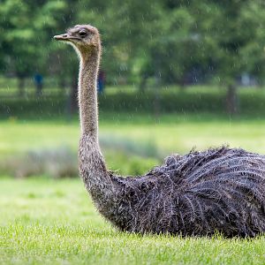 Ostrich : Whipsnade : 26 May 2014