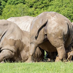 Southern white rhinoceros : Whipsnade : 24 May 2014