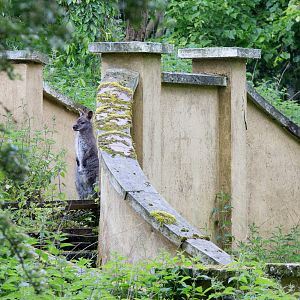 Red-necked wallaby : Whipsnade : 26 May 2014