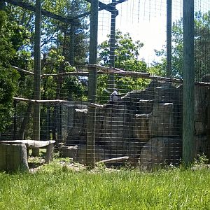 Andean Condor Exhibit