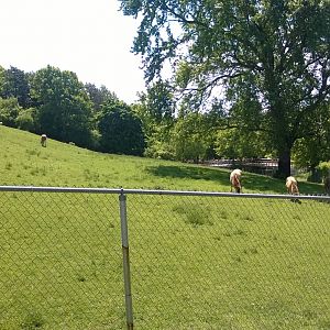 White-Lipped Deer Yard