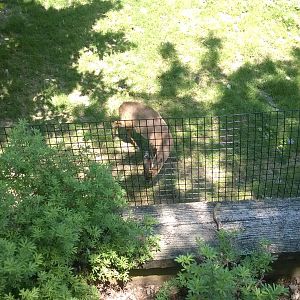 Chinese Muntjac Exhibit