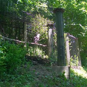 Bald Eagle Exhibit