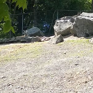 Markhor Goat Exhibit