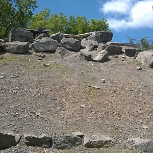 Markhor Goat Exhibit