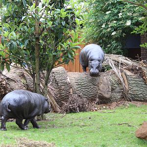 Climbing hippos, May 31st 2014