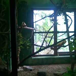 Golden Lion Tamarins