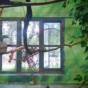 Squirrel Monkey Exhibit