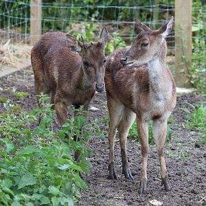 Timor deer, May 2014