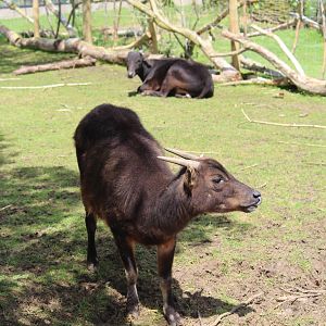 Lowland anoa, May 2014