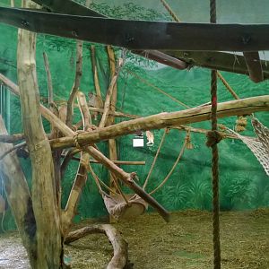 Patas Monkey Exhibit