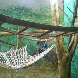 Patas Monkey Exhibit