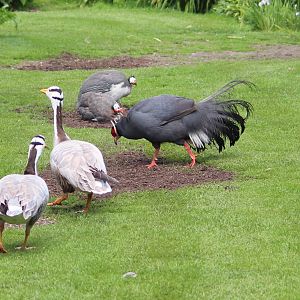 Free-ranging birds, May 2014