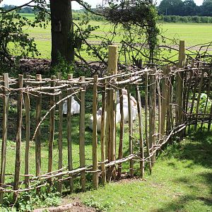 Fencing surrounding pelican enclosure, May 2014