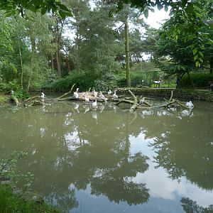 Pink-backed pelican enclosure