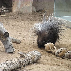 African Crested Porcupine
